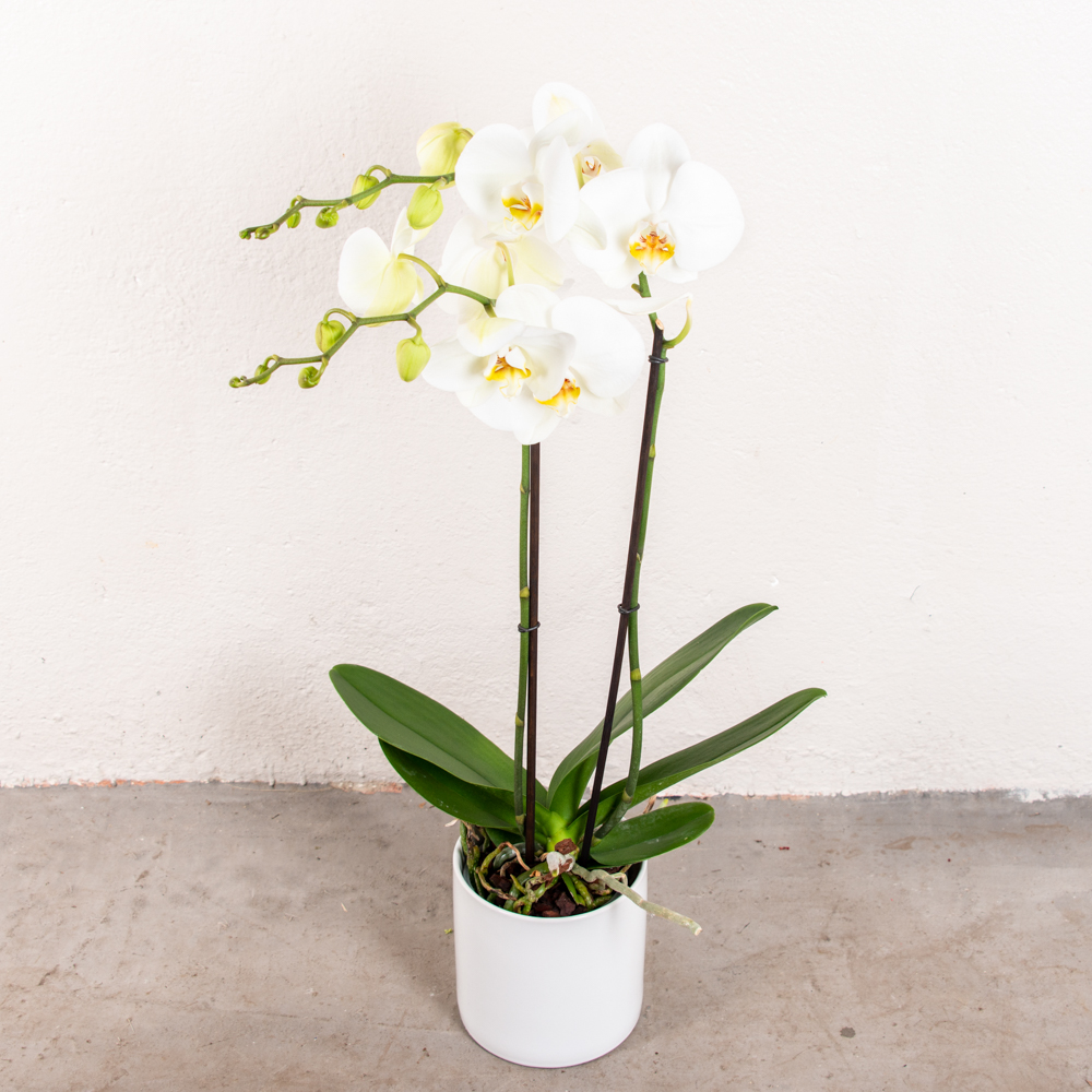 Orchidée Phalaenopsis - Floralia