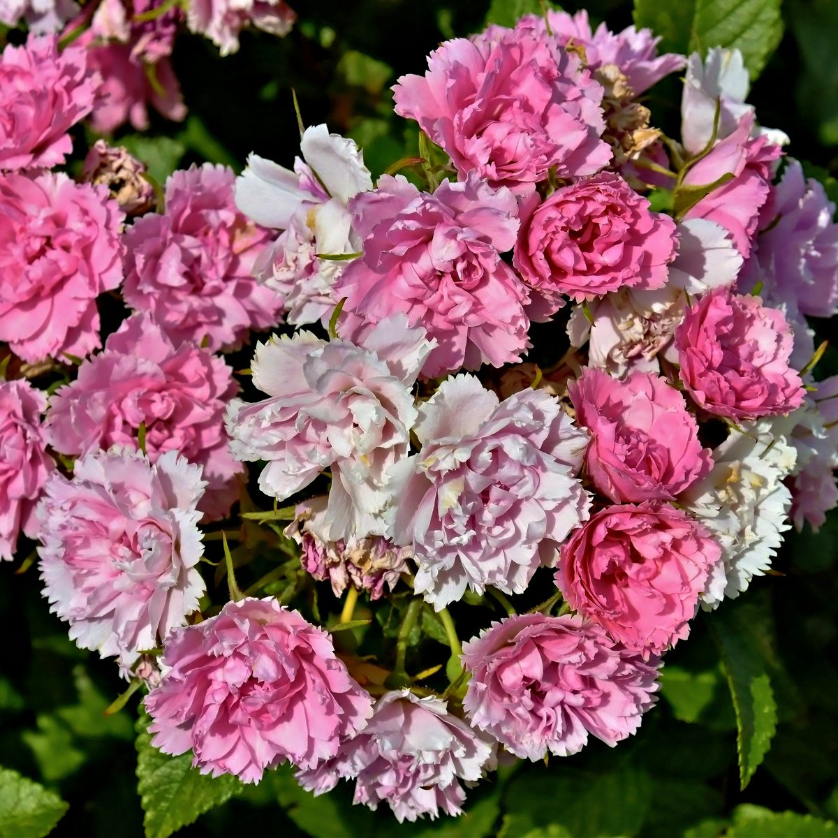 Le Cœur floral